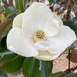 Southern Magnolia Tree Seeds 20 Count