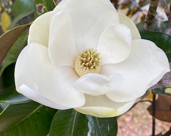 Southern Magnolia Tree Seeds 20 Count