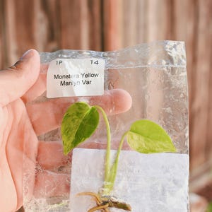 May include: A small Monstera Yellow Marilyn Var plant cutting with two variegated green and yellow leaves and visible light brown roots, enclosed in a clear plastic bag with a white label reading 1P 14 Monstera Yellow Marilyn Var.