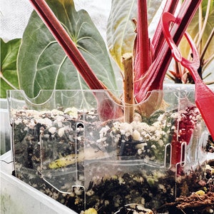May include: A close-up of a plant with red stems and leaves, potted in a clear plastic pot with drainage holes. The plant is surrounded by a clear plastic cage with a red plastic tool.