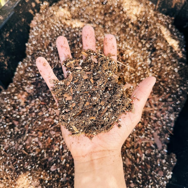 Carnivorous  Acidic Plant Soil Mix - Ideal for Venus Flytraps, Pitcher Plants, Sundews