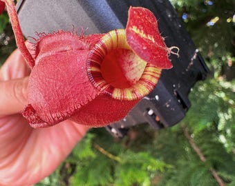 Nepenthes Mirab. Var Globosa x Ampullaria Black Miracle hybrid tropical carnivorous pitcher plant