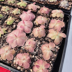 Pinguicula Kewensis Live Plant - Carnivorous Butterwort - Fungus Gnat Eating Plant