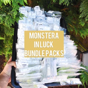 May include: A black plastic tray filled with numerous clear plastic bags containing plant cuttings, each labeled with a white sticker. The text MONSTERA IN LUCK BUNDLE PACKS is printed in white letters on a yellow rectangular background overlay.