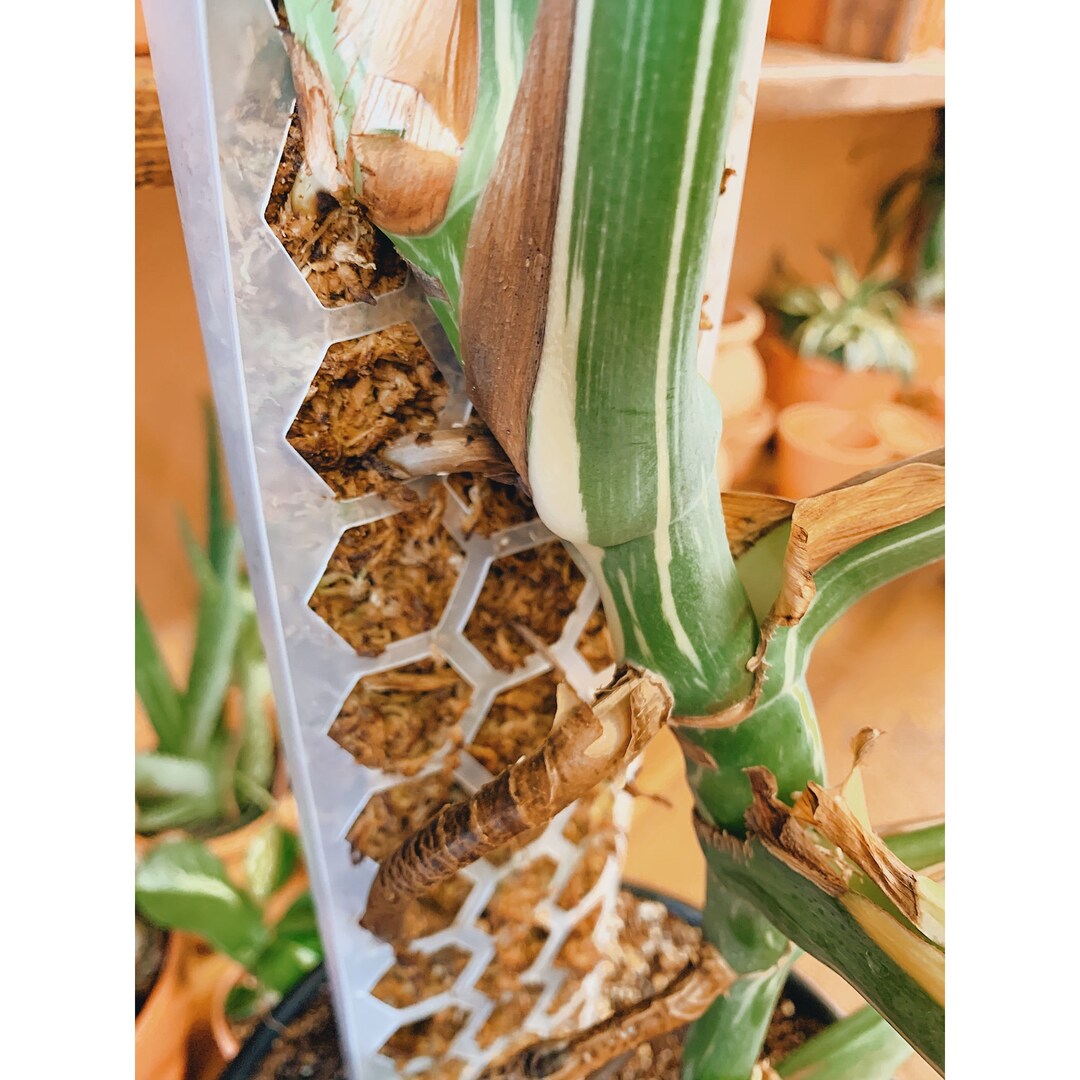 Plant Poles Stackable Dshaped Moss Pole Clear Moss Pole Plant Stake