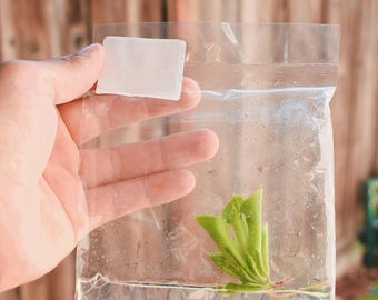 Heliamphora Minor - Carnivorous Plant - Tissue Culture Planlet