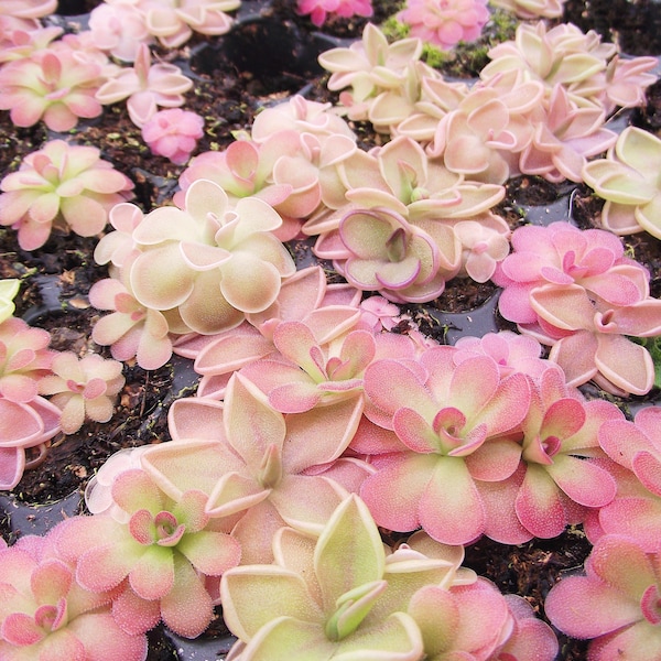 Pinguicula Cluster -  Live Plant - Carnivorous Butterwort - Fungus Gnat Eating Plant