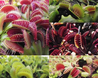 Venus Fly Trap Bundle In Luck Live Plant - Carnivorous Plant - Not Taken From Nature