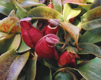 May include: Close-up of a carnivorous pitcher plant with vibrant red pitchers and green leaves. The pitchers have a unique shape and are surrounded by lush foliage. The plant's colors create a striking contrast.