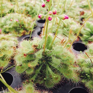 May include: Close-up of a sundew plant with vibrant green leaves covered in tiny, spiky hairs. Delicate stems bear clusters of pink flower buds. The plant is in a black plastic tray, showcasing its unique texture and color.