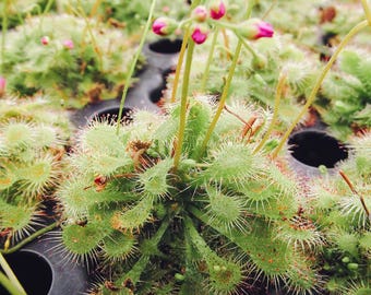 Drosera Spatulata Live Plant - Carnivorous Spoon Leaf Sundew  - Fungus Gnat Eating Plant