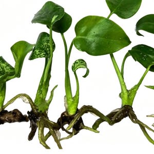 May include: A series of connected plant cuttings featuring heart-shaped green leaves with white variegation. The stems are light green and attached to a thick, brown, horizontal root system with visible root nodes and small, pale root extensions.