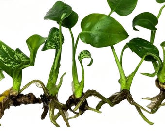 Monstera Devil Monster (Pick Grade A or B) – Rare Aroid - TC Plantlet