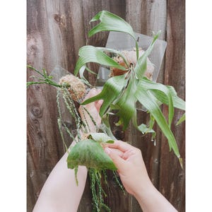 May include: A close-up of a staghorn fern, a type of epiphytic plant, with large, green, antler-like fronds. The fern is mounted on a clear plastic backing. The background is a weathered wooden fence.