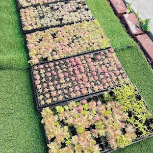 May include: Several black trays filled with small, colorful plants. The plants display a range of colors, including pink, green, and yellow. The trays are arranged on a green surface, with a brick border and concrete in the background. The plants appear to be seedlings.