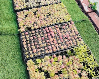 Bulbophyllum Moniliforme Micro Mini Orchid - Etsy