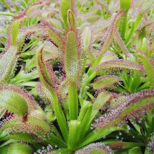 May include: A cluster of Drosera spatulata carnivorous plants featuring bright green, spoon-shaped leaves covered in fine, reddish-pink glandular tentacles. Each tentacle is tipped with a small, glistening droplet of sticky mucilage.