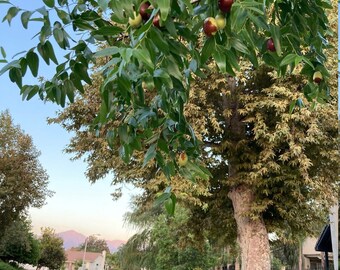 Jujube Tree Etsy New Zealand