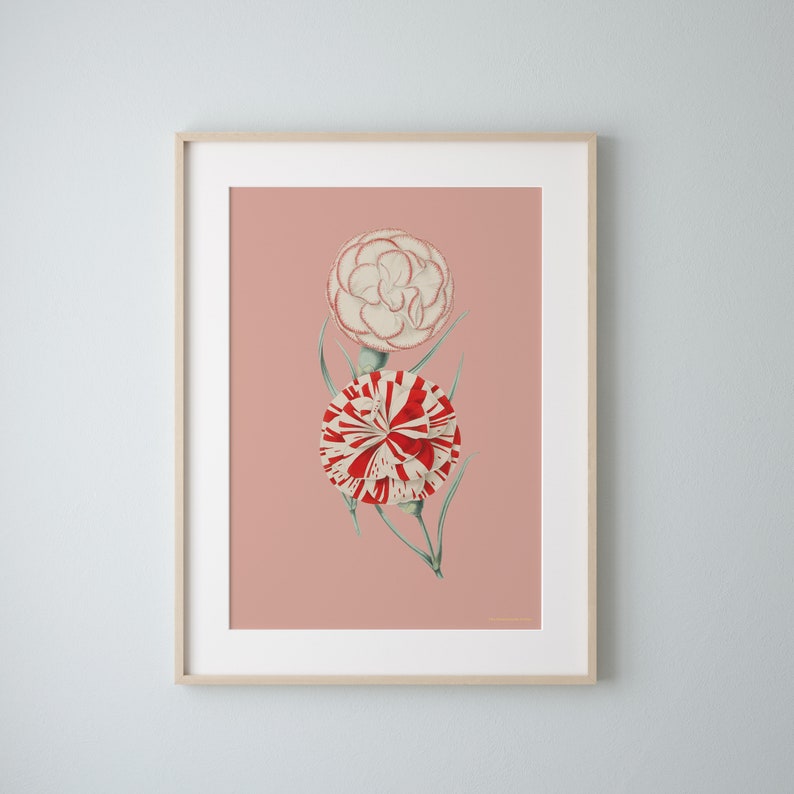 carnations spring flowers poster Vintage Botanical eco digital print image 2