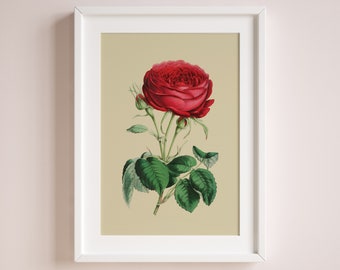 Red big rose vintage eco poster | Retro sweet Botanical digital print