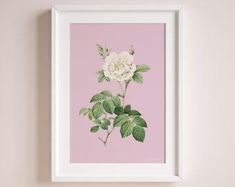 | d’impression numérique rose blanche | d’impression botanique vintage Affiche de fleur classique