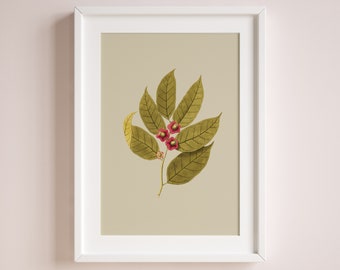 delicate plant poster | Vintage Botanical | eco digital print