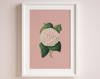 affiche de fleurs de camélia blanc | | botanique vintage impression numérique écologique