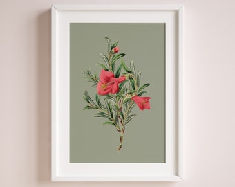 philesia flower plant poster | Vintage Botanical | eco digital print