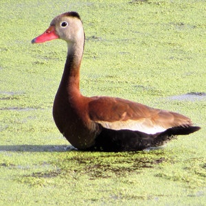 Black-Bellied Whistling Duck/duck photography/waterfowl