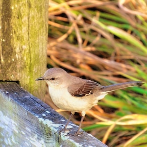 Mockingbird/songbird/Florida state bird/wildlife/nature