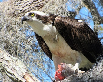 Osprey/large raptor/sea hawk/river hawk/fish hawk