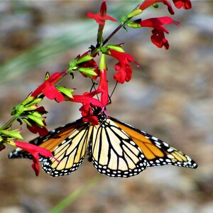 Monarch butterfly/butterflies/nature photography/flowers and butterflies/wall decor