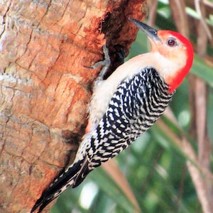 Red-bellied woodpecker/woodpecker photos/nature photography/bird photos
