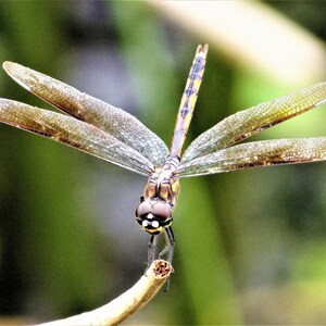 May include: A dragonfly with brown and green wings perched on a thin branch. The dragonfly has large, compound eyes and a long, slender abdomen.