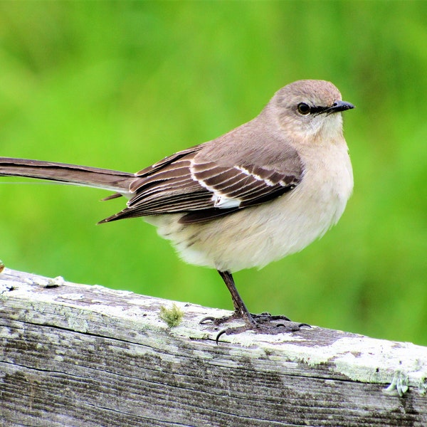 Mockingbird/songbird/Florida state bird/wildlife/nature