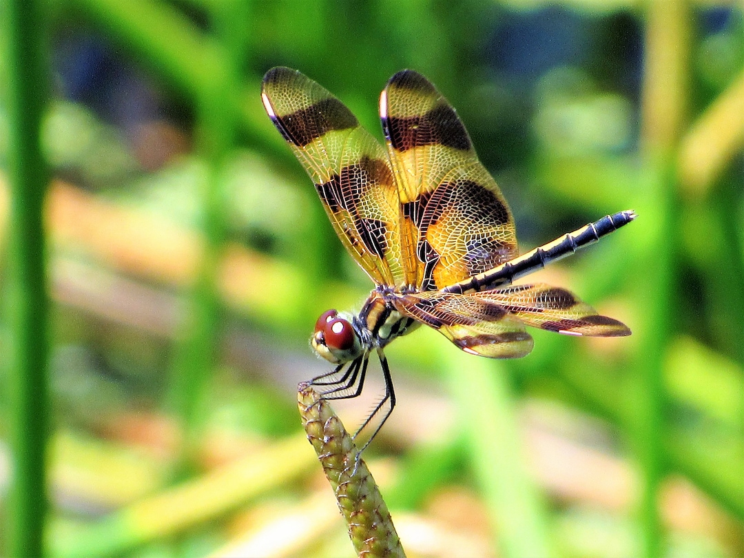 Halloween Pennant Dragonfly/ Nature Photograph/ Insect Photography/ Dragonflies/ Wall Decor Etsy
