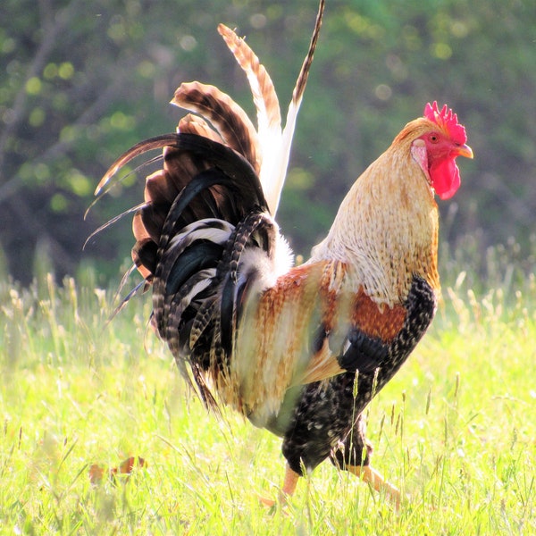 Proud and Colorful Rooster/ barnyard animals/ chickens/ bird/photograph/ wall decor/ wall art