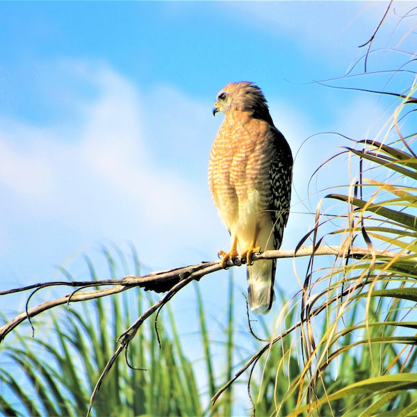 Red shouldered Hawk/ photograph/ wall decor/ wall hangings/ nature/ bird of prey/ wildlife