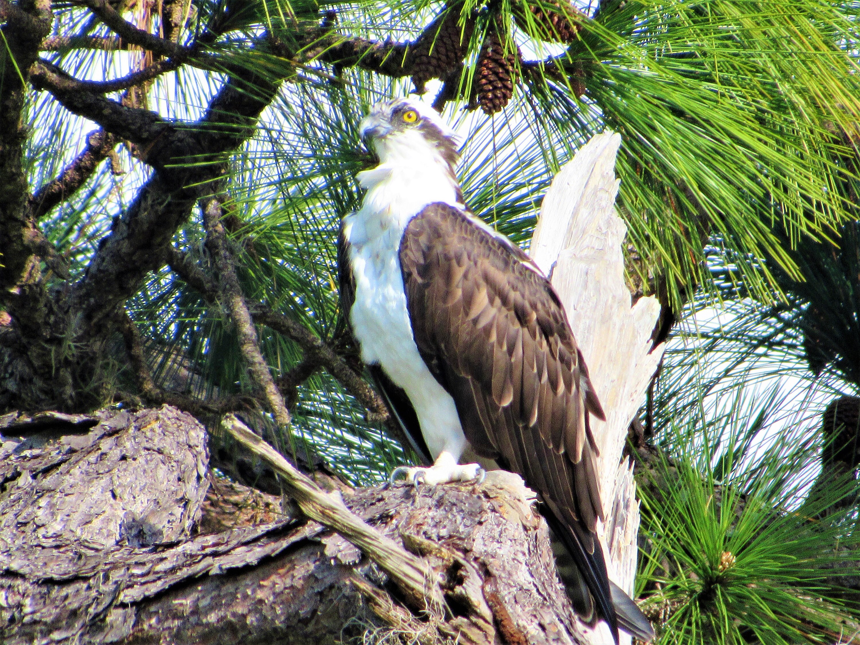 Majestic osprey birds of prey florida wildlife photograph etsy