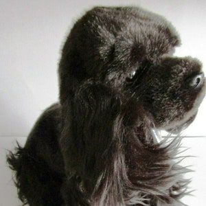 Black cocker sale spaniel teddy