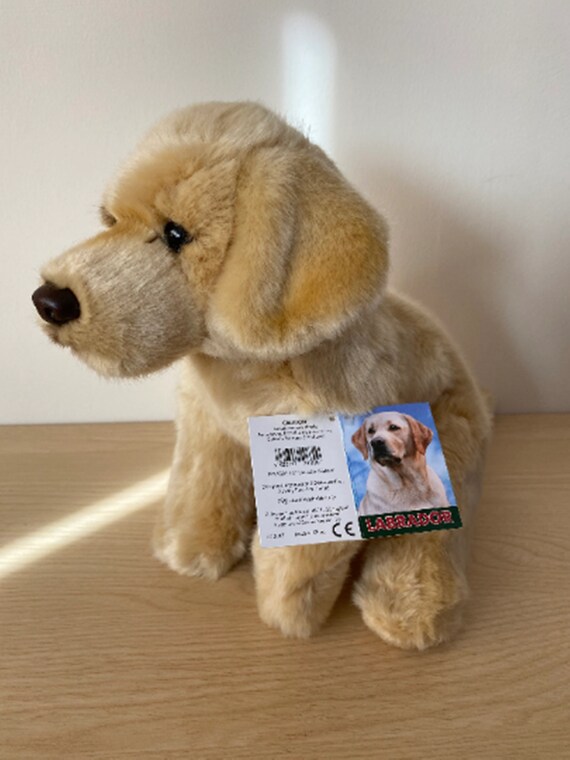 labrador dog teddy