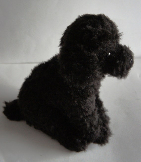 Shih tzu x cheap toy poodle for sale