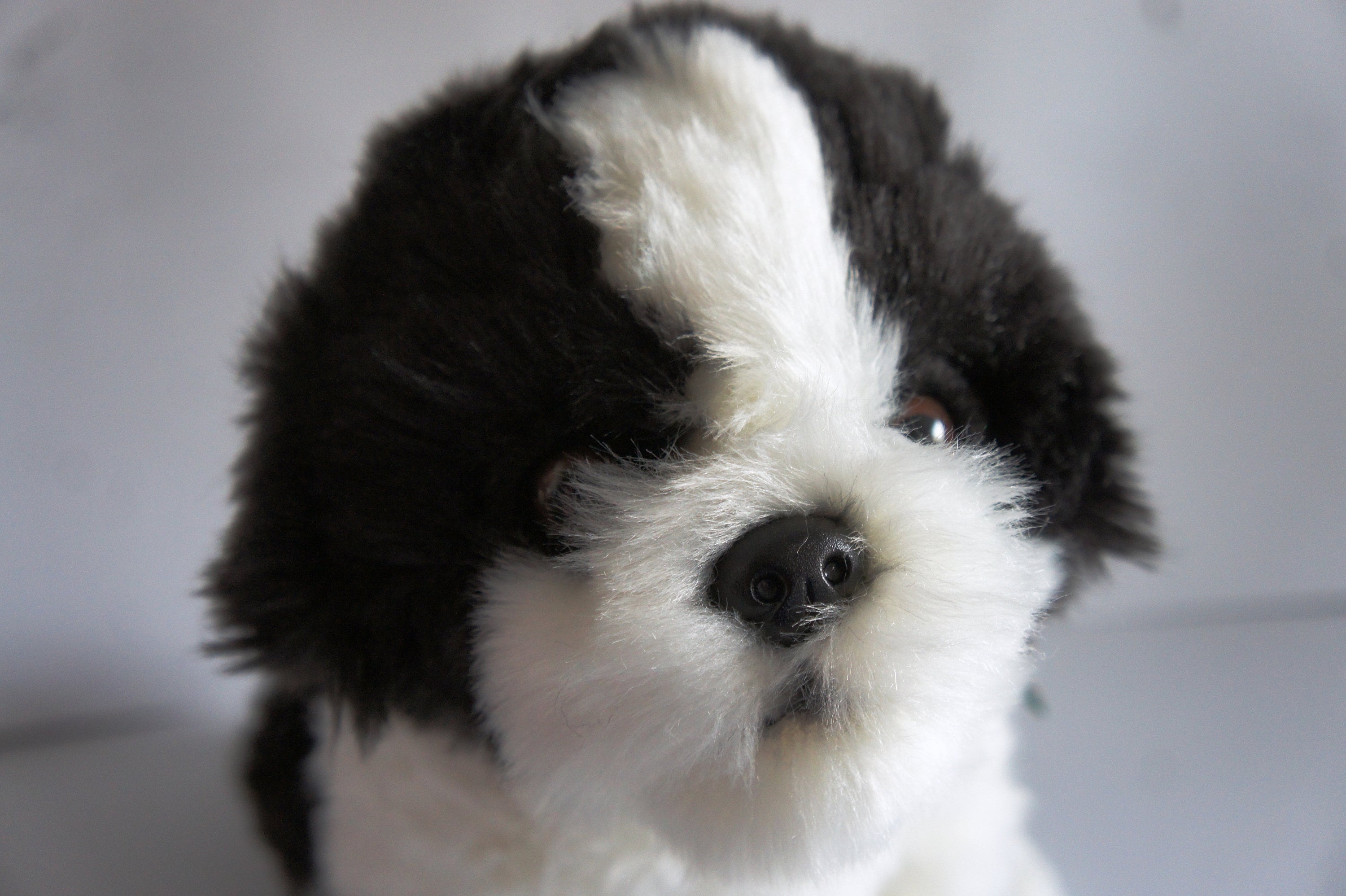 Poofy Shih-Tzu Black & White - BrainyZoo Toys