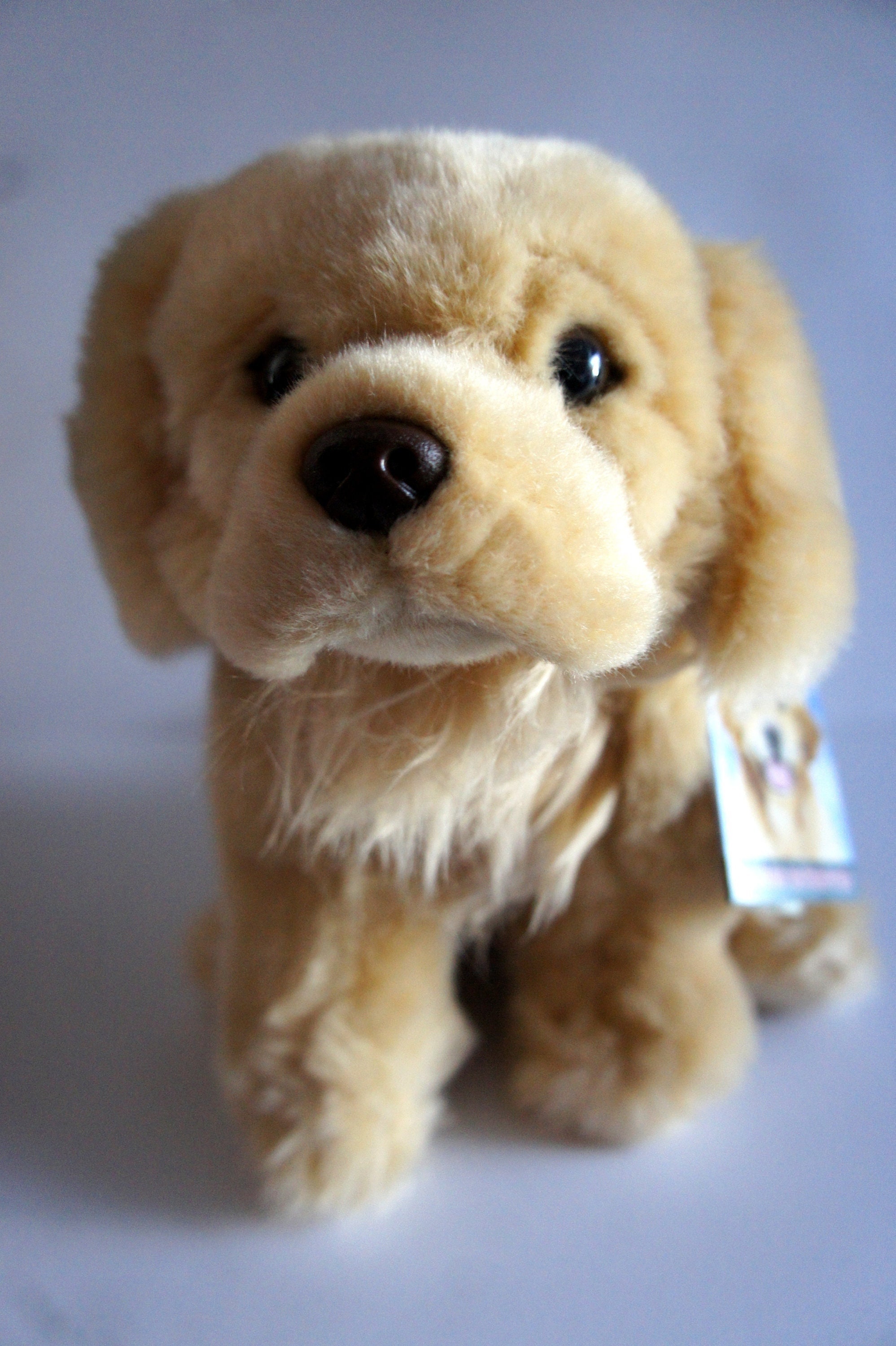 Bébés Rescue Tales - golden retriever, Peluche douce et câline avec  collier, médaille d'identité, niche, autocollants, activités