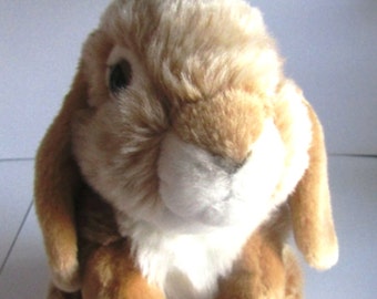 shichon teddy bear dog for sale