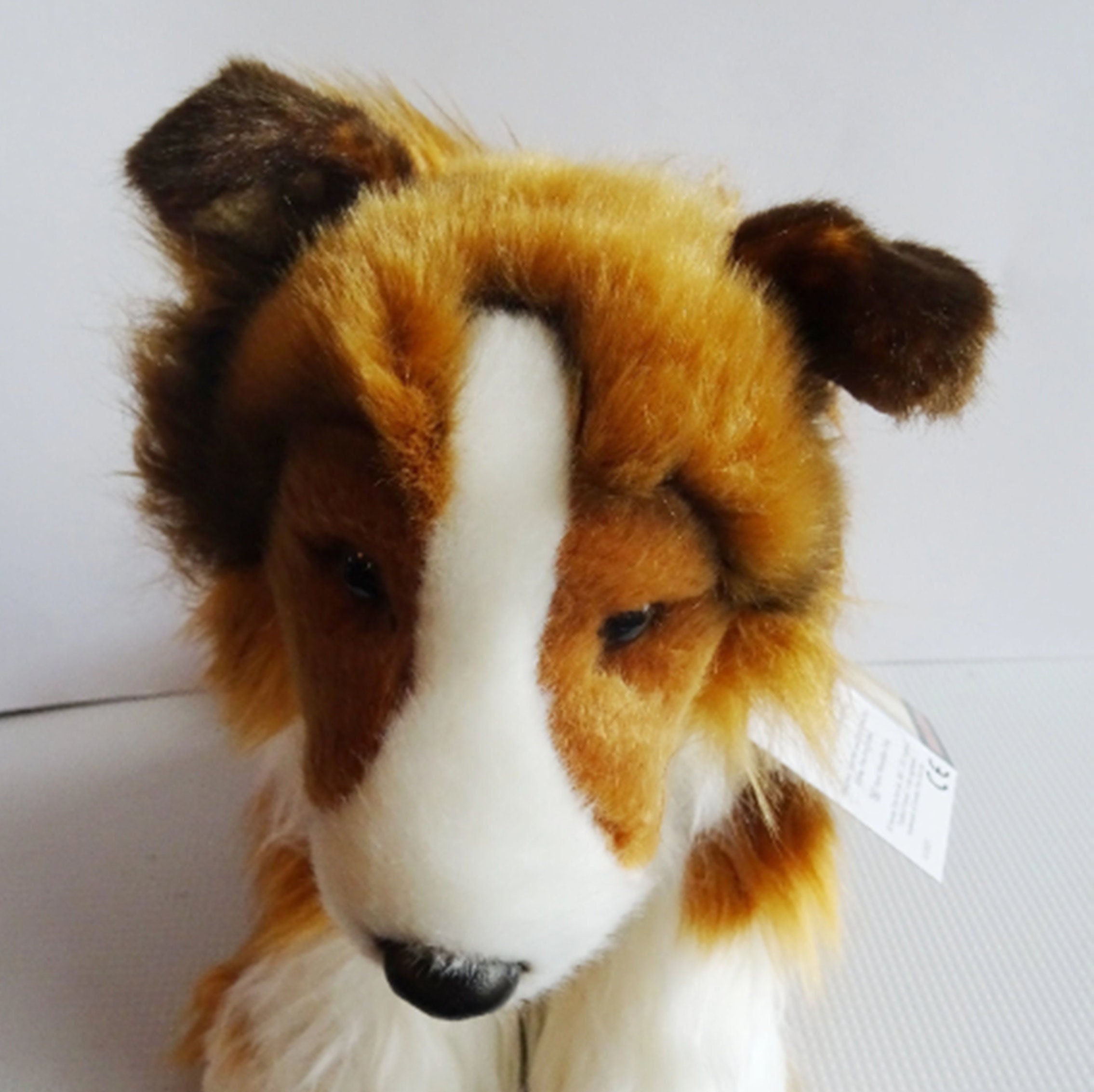sheltie teddy
