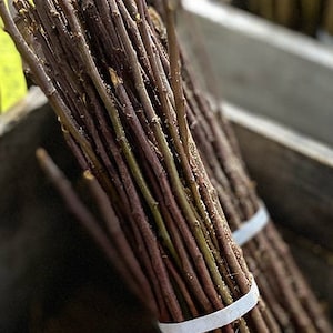 May include: Bundles of brown and green tree branches, tied with white bands. The branches have a natural, rustic appearance, with varying shades of brown and green. The bundles are likely for planting or crafting.