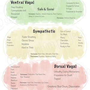 Könnte beinhalten: Ein Diagramm mit drei Abschnitten, die jeweils einen anderen Zustand des Nervensystems repräsentieren: Ventral Vagal, Sympathikus und Dorsal Vagal. Jeder Abschnitt listet die Merkmale, Zunahmen und Abnahmen auf, die mit diesem Zustand verbunden sind. Das Diagramm ist mit aquarellartigen Hintergründen in Grün, Gelb und Rosa illustriert.