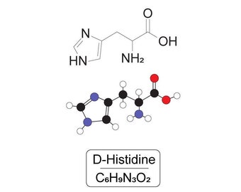 Histidine Molecule Vector Graphic