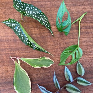 Plant Cuttings ~ Mystery Box ~ Rare Houseplants ~ FREE Shipping